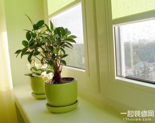 新房入住别担心 巧用植物去除甲醛